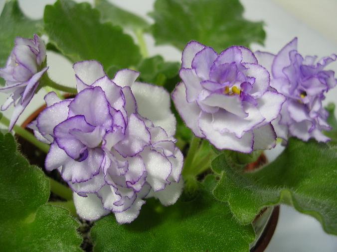 [��ˮ]��������ˮ��