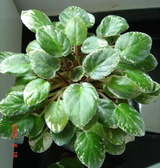 [��ˮ]��������ˮ��