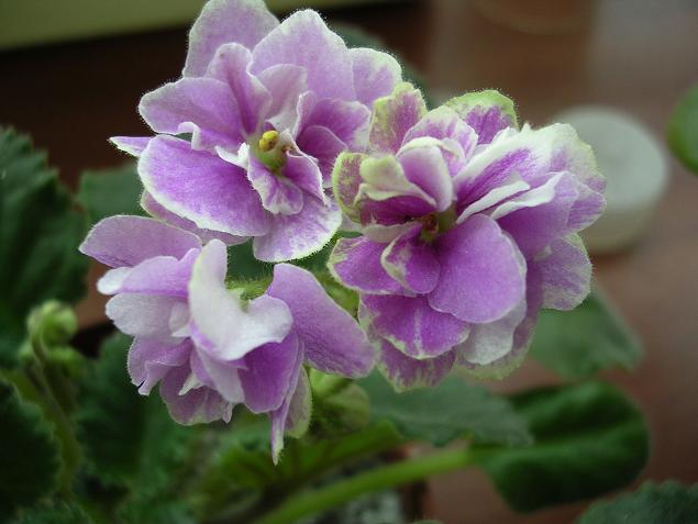 [��ˮ]��������ˮ��