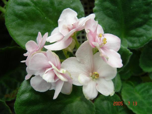 [��ˮ]��������ˮ��