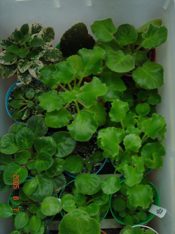 [��ˮ]��������ˮ��