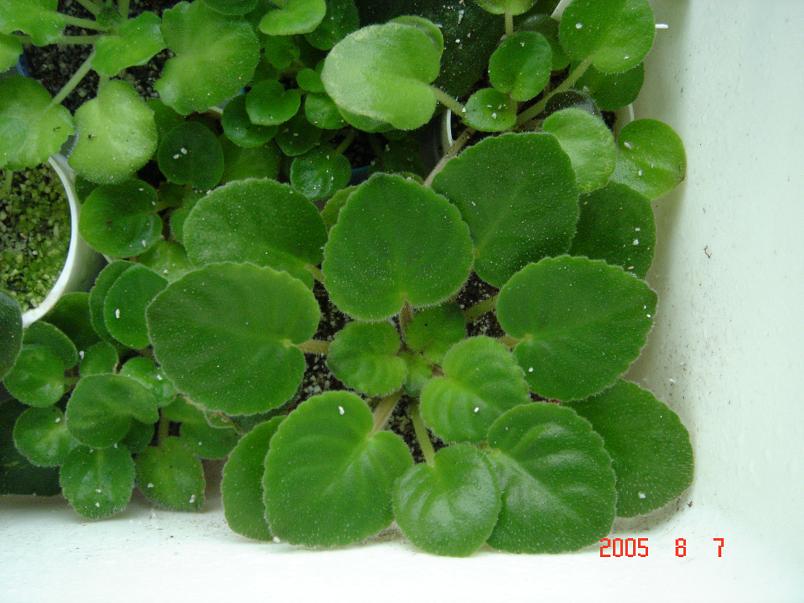 [��ˮ]��������ˮ��