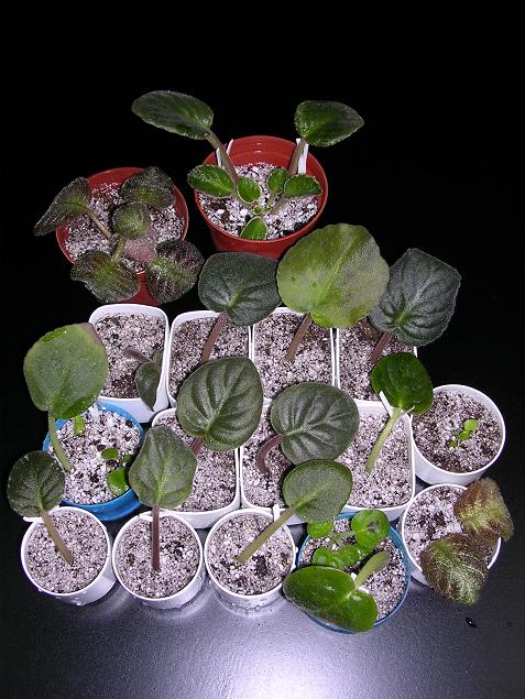 [��ˮ]��������ˮ��