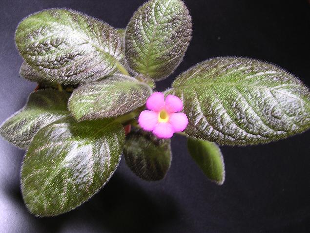 [����]����̦��������