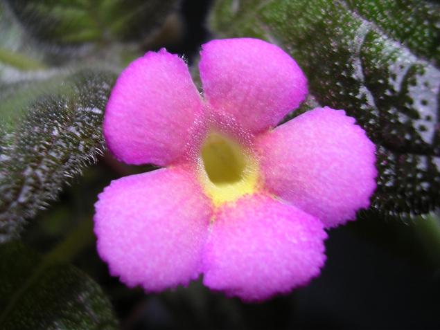 [����]����̦��������