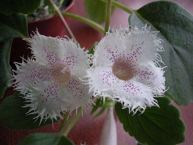 [����]����̦��������