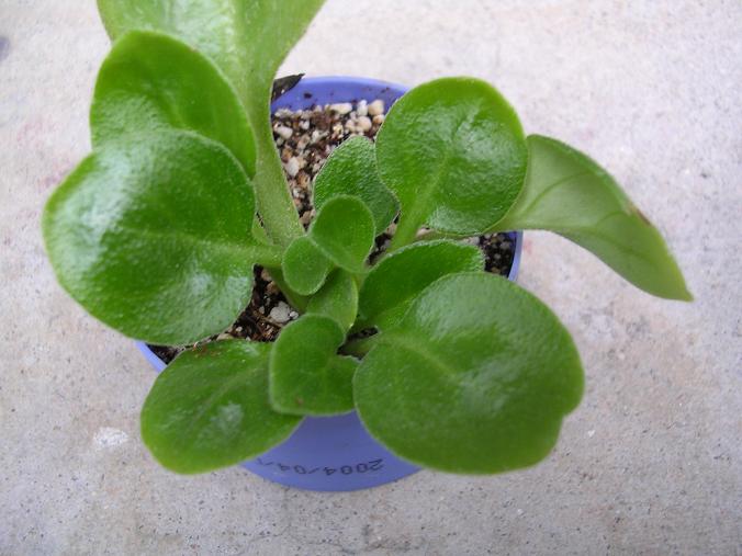 [����]����̦��������