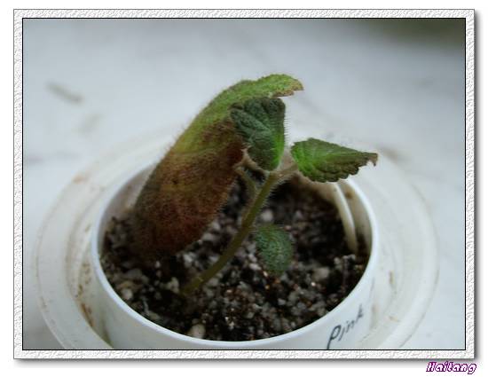 [����]����̦��������