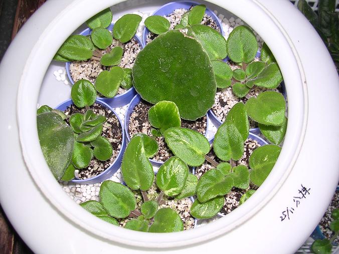 [��ˮ]��������ˮ��