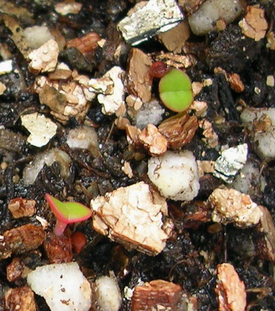 �Ҳ���������