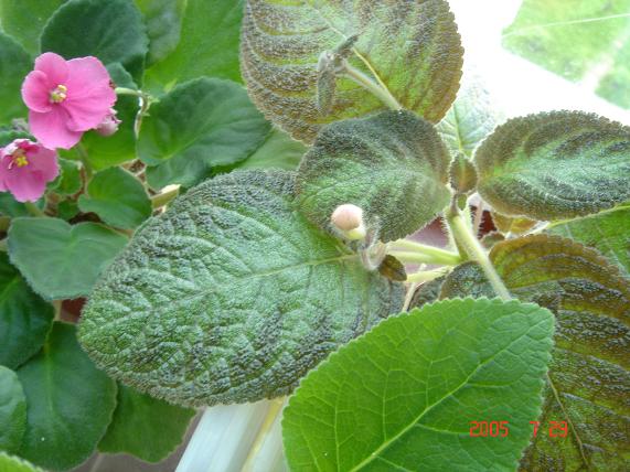 [����]����̦��������