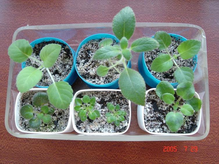 [����]����̦��������