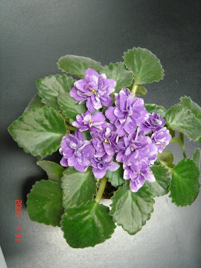 [��ˮ]��������ˮ��