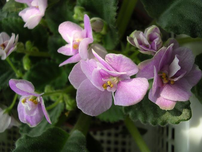 [��ˮ]��������ˮ��