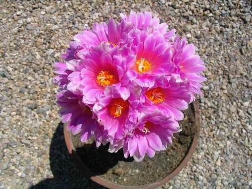 ���㿪��������PP~~~