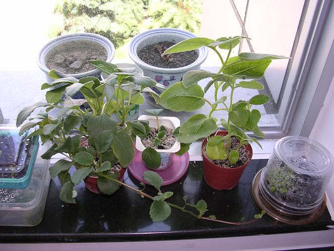 [����]����̦��������