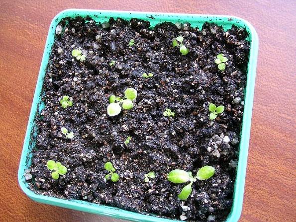 [����]����̦��������