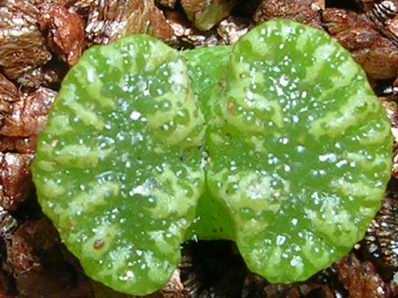 ʯͷ��������ףİ�ϻ�����