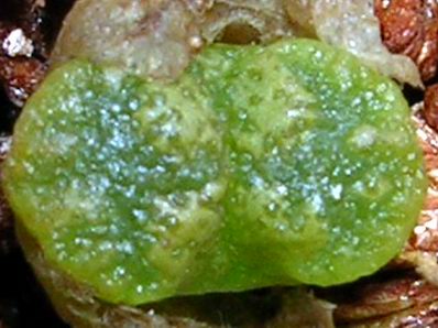 ʯͷ��������ףİ�ϻ�����