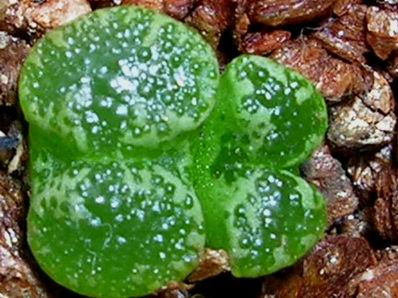 ʯͷ��������ףİ�ϻ�����