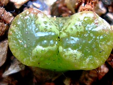 ʯͷ��������ףİ�ϻ�����