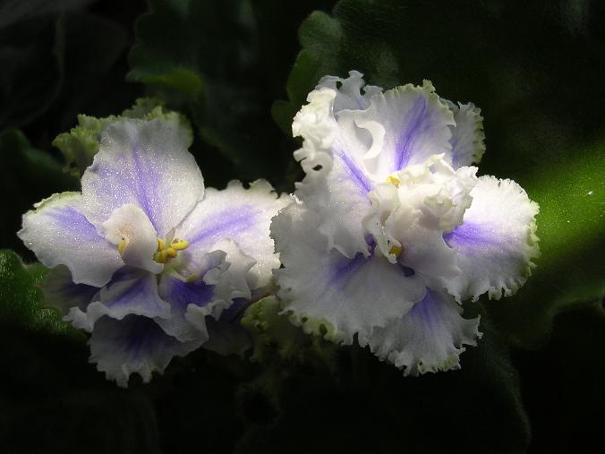 [��ˮ]��������ˮ��