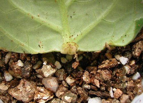 Ҷ�����ͩ������