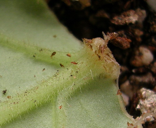 Ҷ�����ͩ������