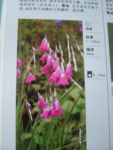 ���������й���ֲ�����