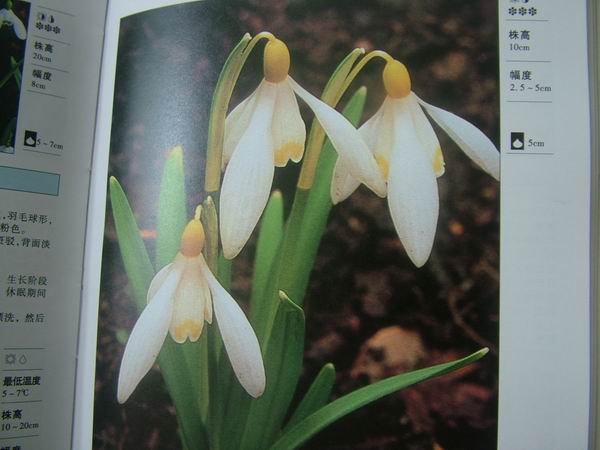 ���������й���ֲ�����