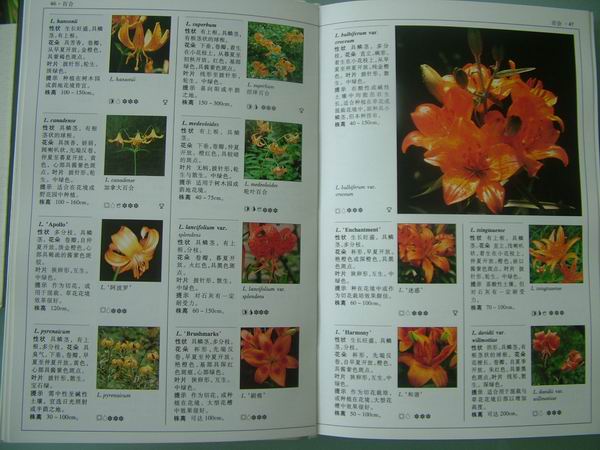 ���������й���ֲ�����