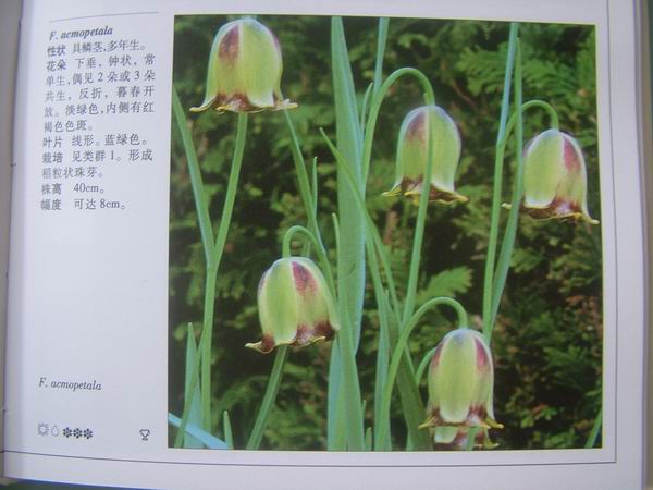 ���������й���ֲ�����