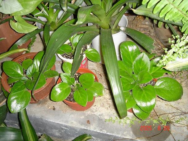 [����]����̦��������