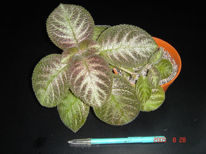 [����]����̦��������