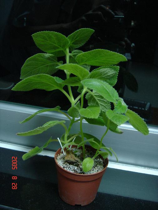 [����]����̦��������