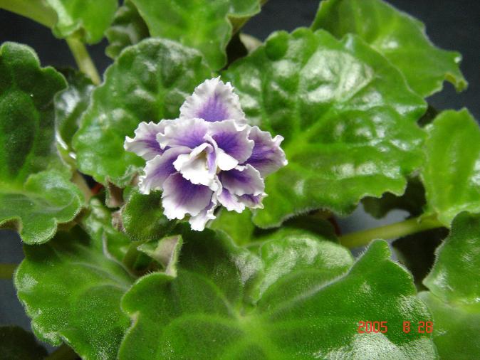 [��ˮ]��������ˮ��