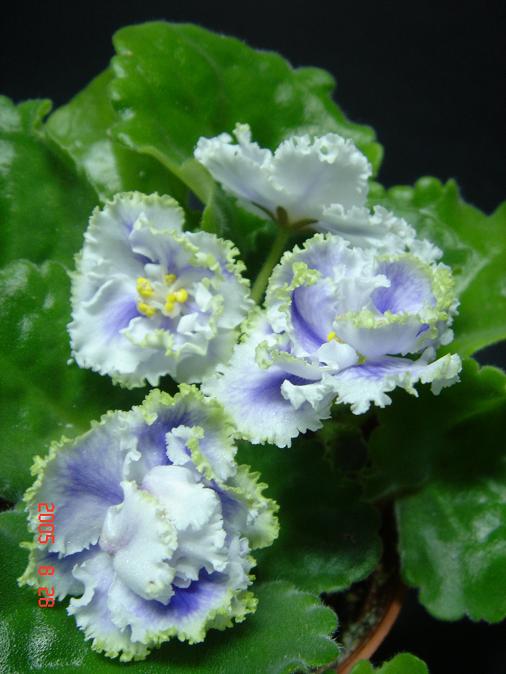 [��ˮ]��������ˮ��