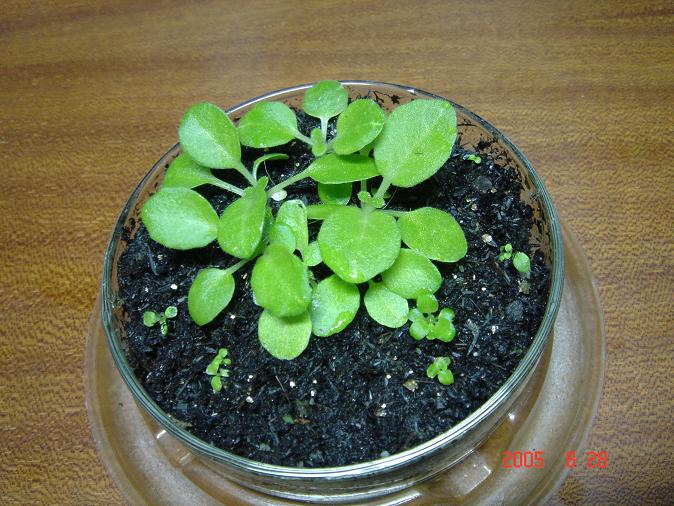 [����]����̦��������