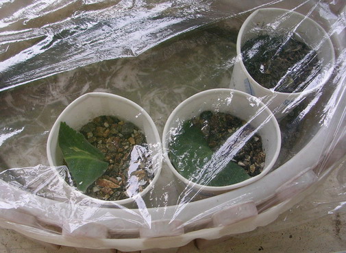 Ҷ�����ͩ(����������)