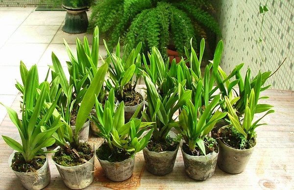 [ԭ��] ���I���Զ�...