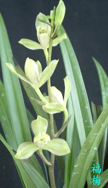 ���˱���