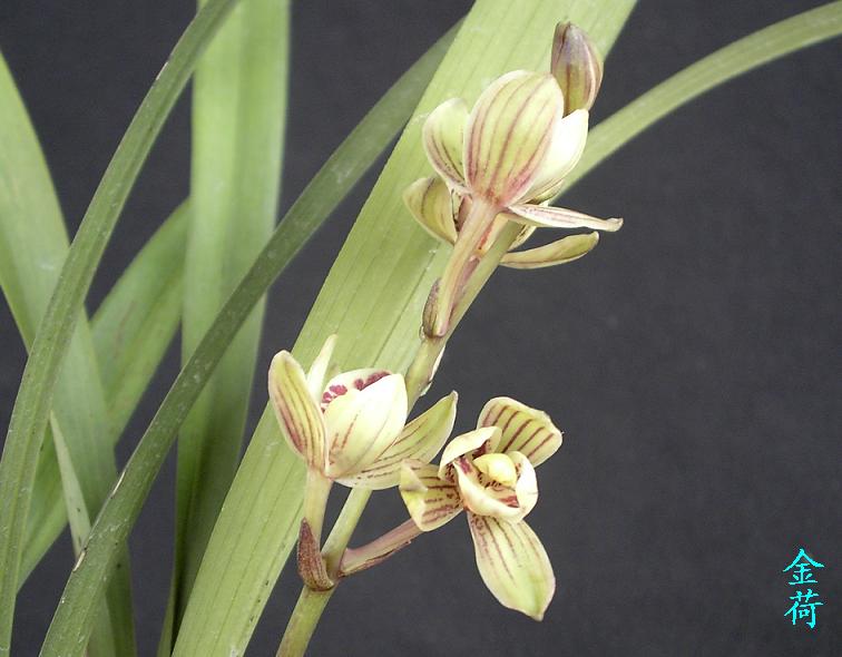 ���˱���