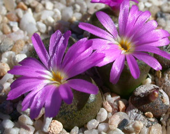 [����]��׶����---55¥��ʼ������ͨ��---