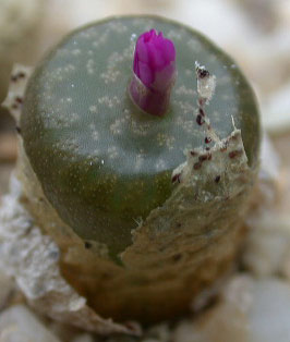 [����]��׶����---55¥��ʼ������ͨ��---