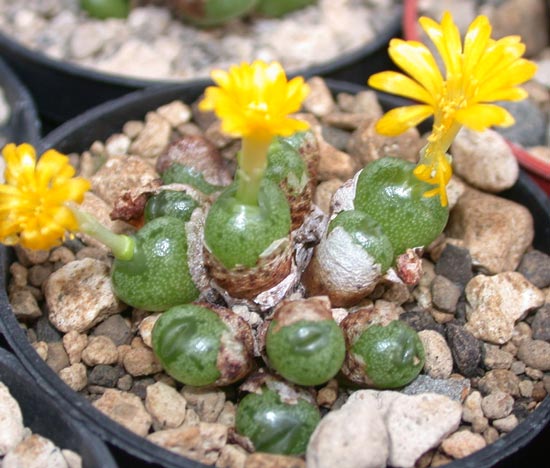 [����]��׶����---55¥��ʼ������ͨ��---