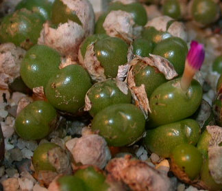 [����]��׶����---55¥��ʼ������ͨ��---