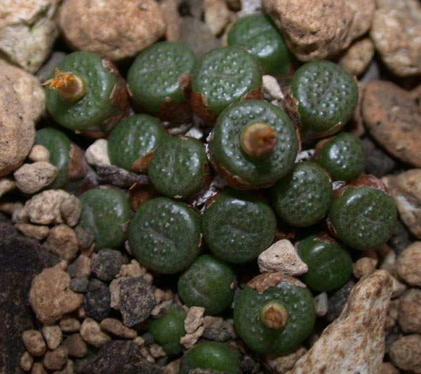 [����]��׶����---55¥��ʼ������ͨ��---