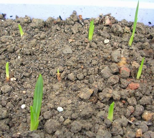 ��ʼ������