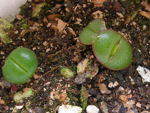 �Ҳ���������