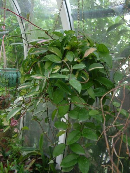 �������ˣ�